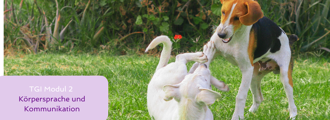 Tiergestützte Intervention - Modul 2 Körpersprache und Kommunikation